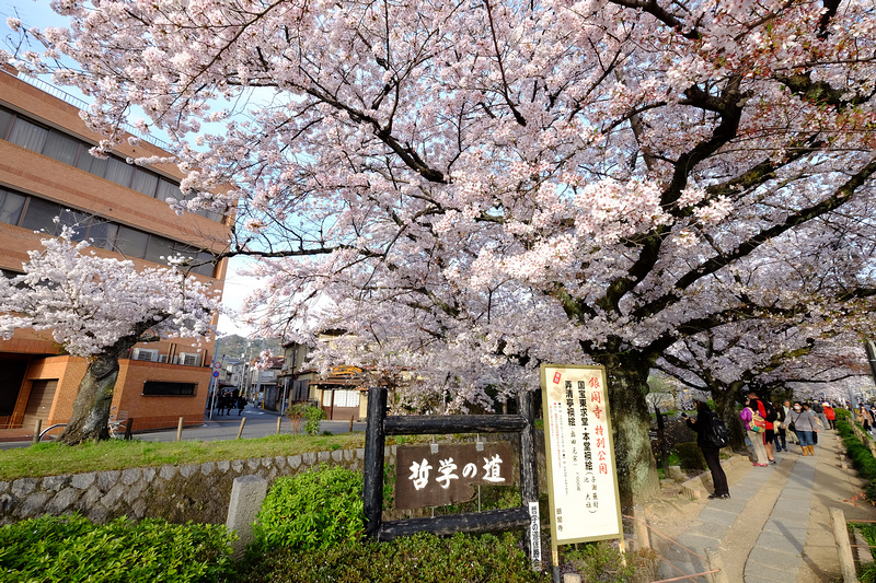【京都】哲學之道櫻花＆美食：少女心大爆發，粉紅色櫻花河道太浪