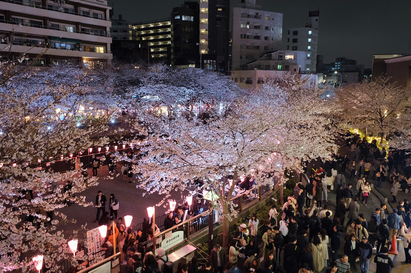 【東京】目黑川櫻花：中目黑櫻花祭800棵齊放！夜櫻點燈時間絕