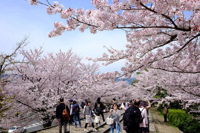 【京都】蹴上傾斜鐵道櫻花：廢棄鐵道搭盛開櫻花，人潮洶湧賞櫻景