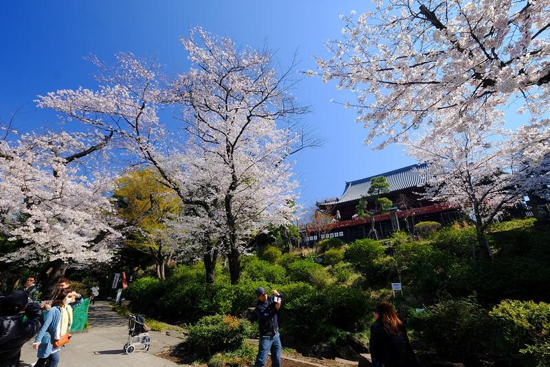【東京上野公園】上野恩賜公園地圖攻略！櫻花楓葉＆交通美食必去