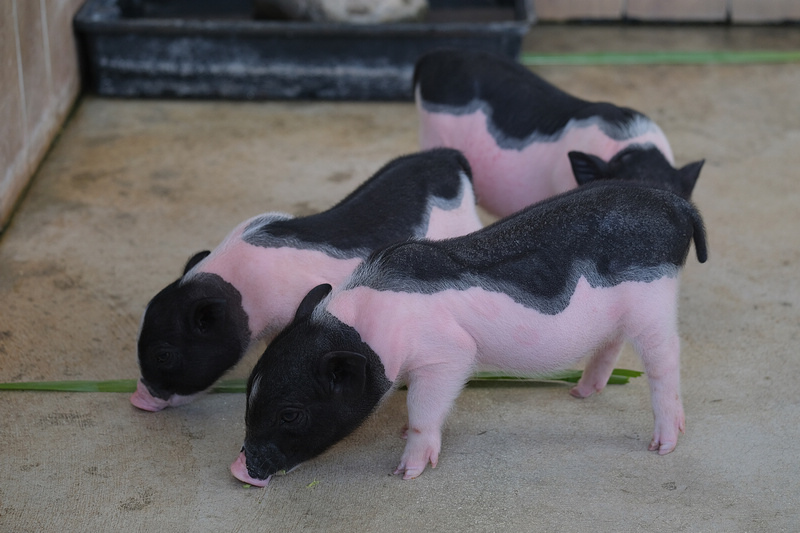 DSCF4861.JPG