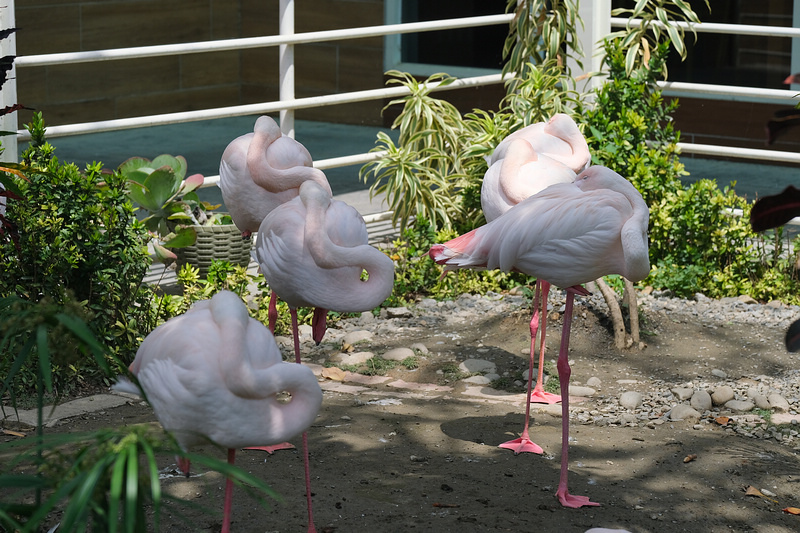 DSCF4858.JPG