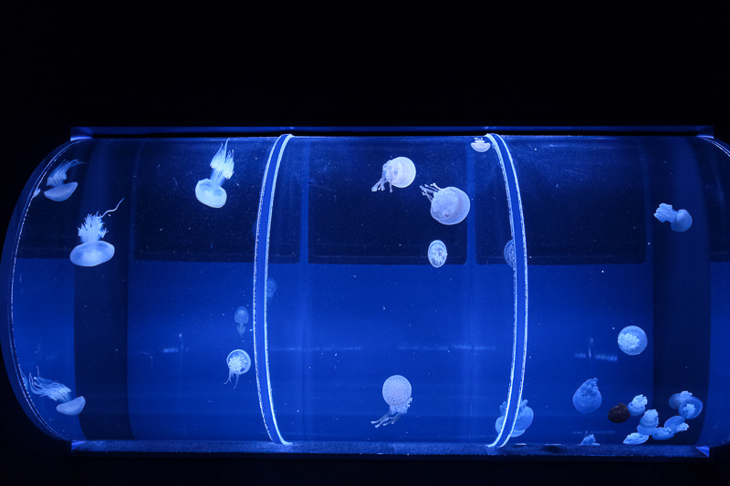 【東京】墨田水族館：晴空塔內超萌企鵝水母！門票優惠＆必看重點