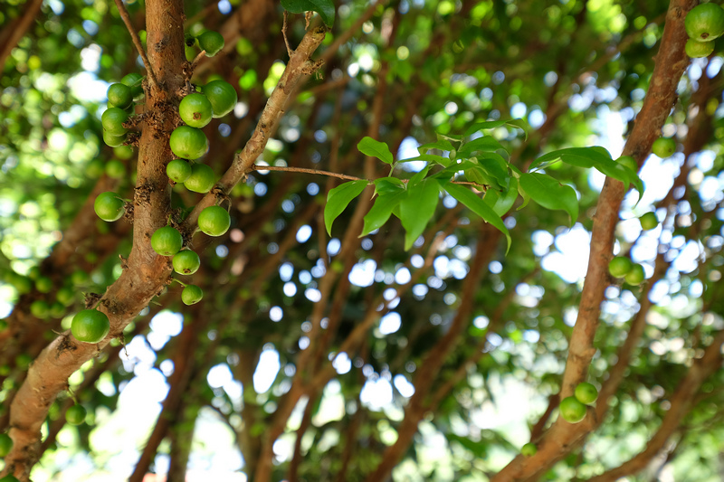 DSCF7238.jpg