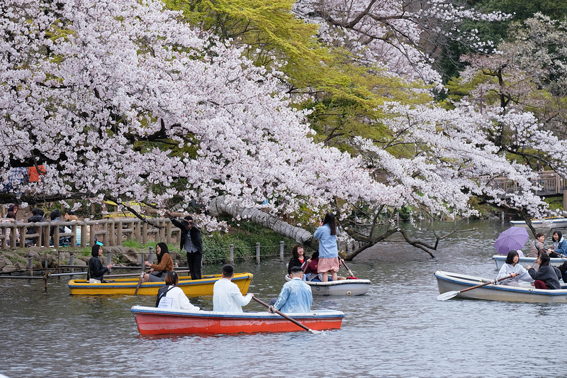 【東京吉祥寺】井之頭恩賜公園：看櫻花、野餐踩天鵝船，楓葉也很