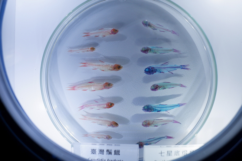 【桃園Xpark水族館】2024最新必看亮點、門票優惠、玩樂