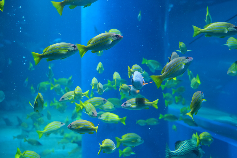 【東京】品川水族館Maxell Aqua Park：海豚秀超