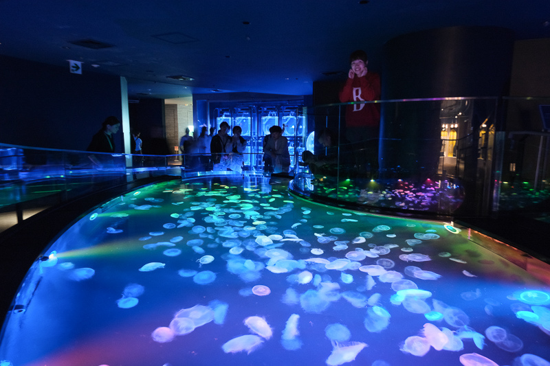 【東京】墨田水族館：晴空塔內超萌企鵝水母！門票優惠＆必看重點