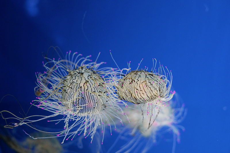 【桃園Xpark水族館】2024最新必看亮點、門票優惠、玩樂